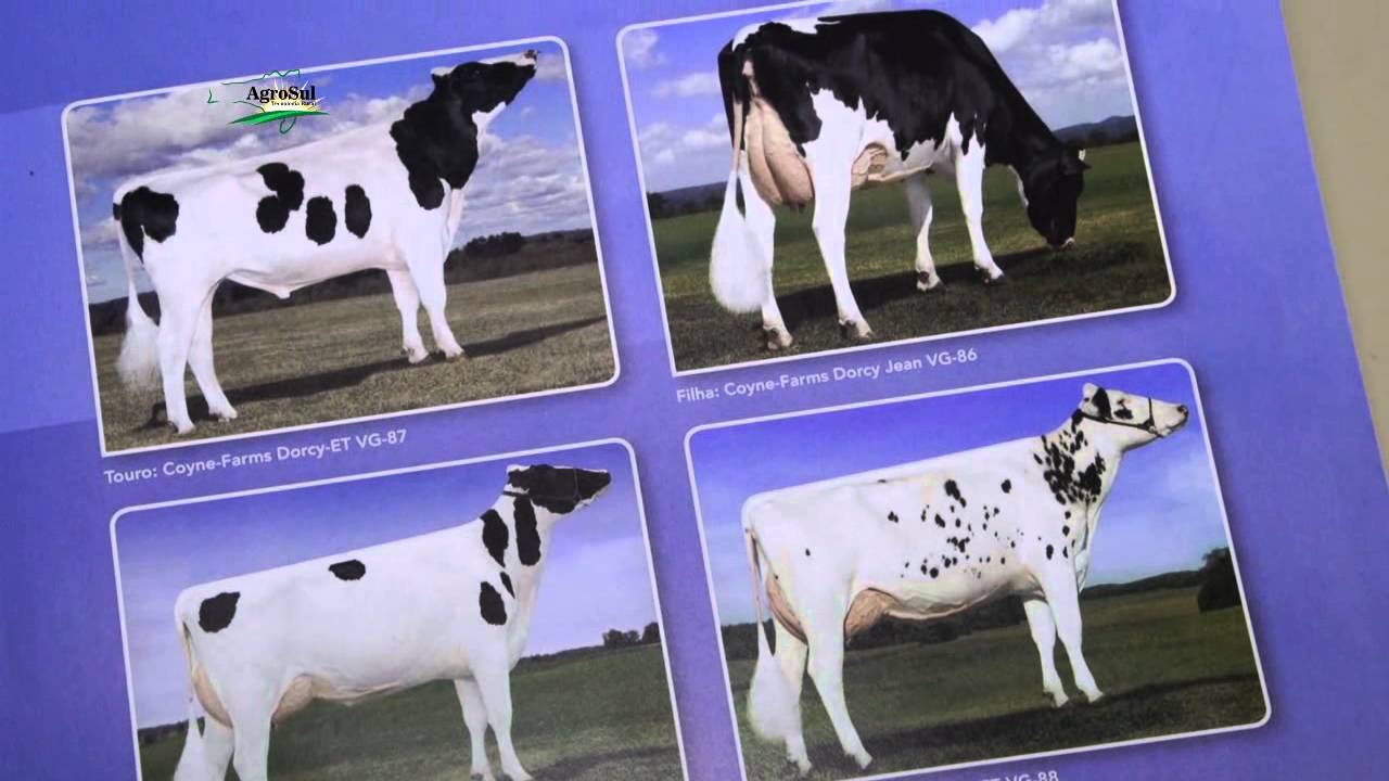 AGROSUL PROG 07 INSEMINAÇÃO ESCOLHA DE TOUROS