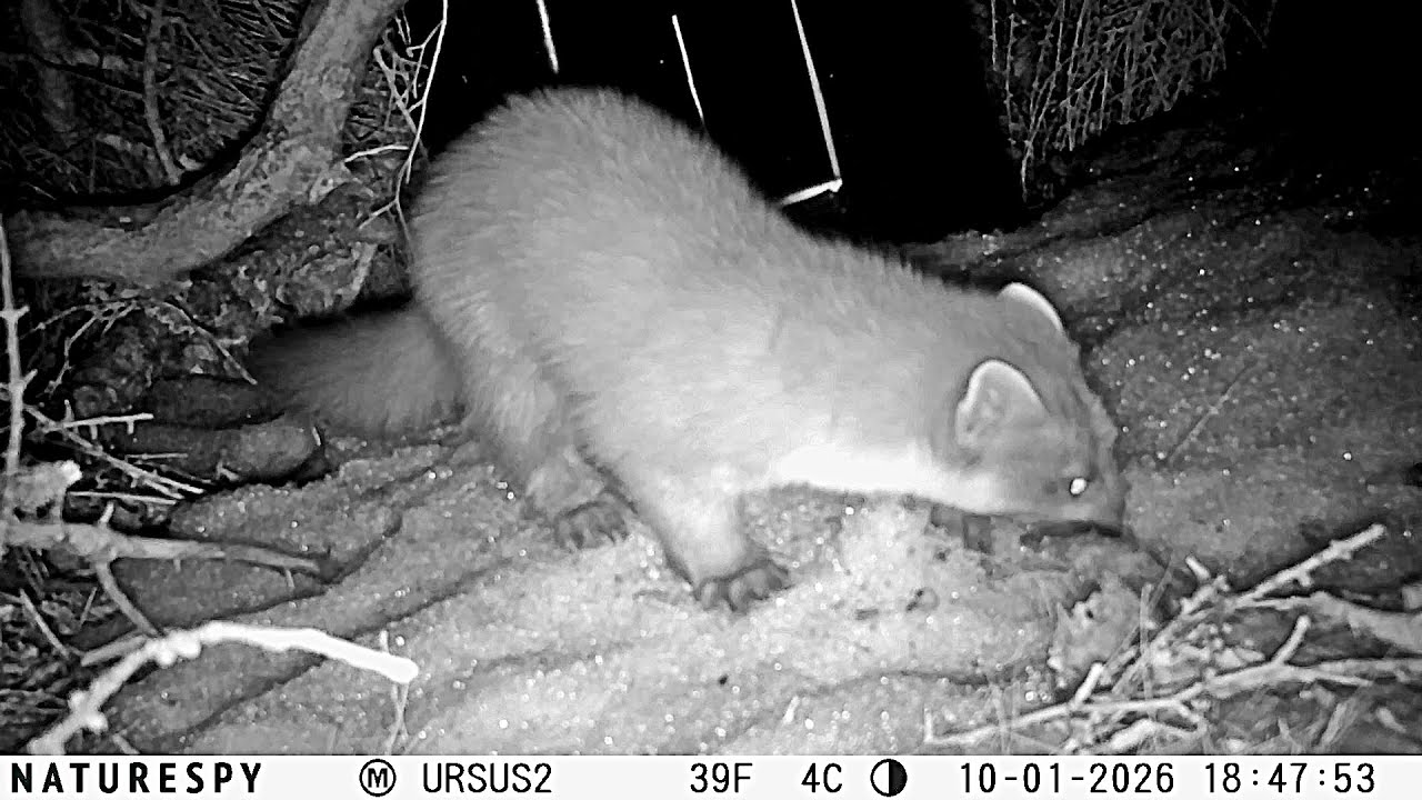 Winter Visitors to My Trail cams HD
