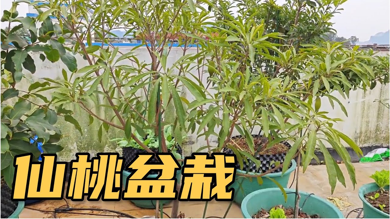 盆栽耀堂仙桃挂果啦！赶紧给它换个大房子 #盆栽 #耀堂仙桃 #换盆教程