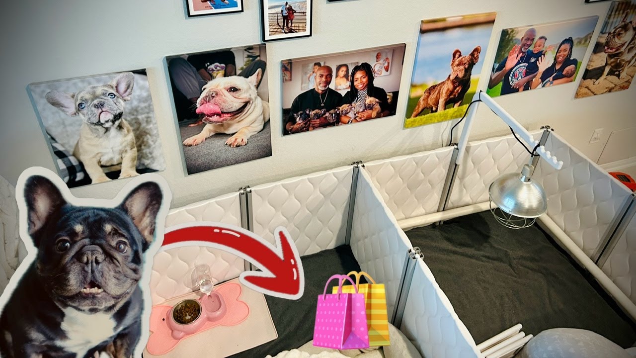 Live Whelping Supplies Shopping for Our Pregnant French Bulldog ($$ Costs + What You ACTUALLY Need!)