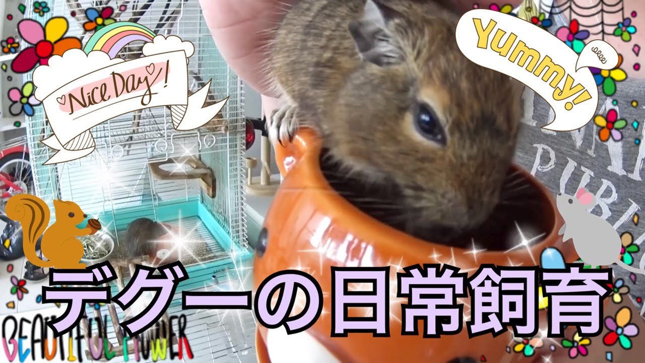 デグーの日常飼育