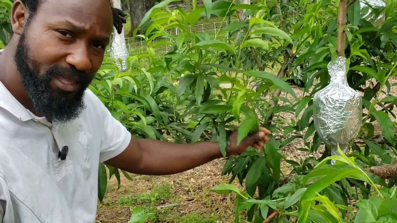 The Reason Why I'm Pruning My Fruit Trees in Spring