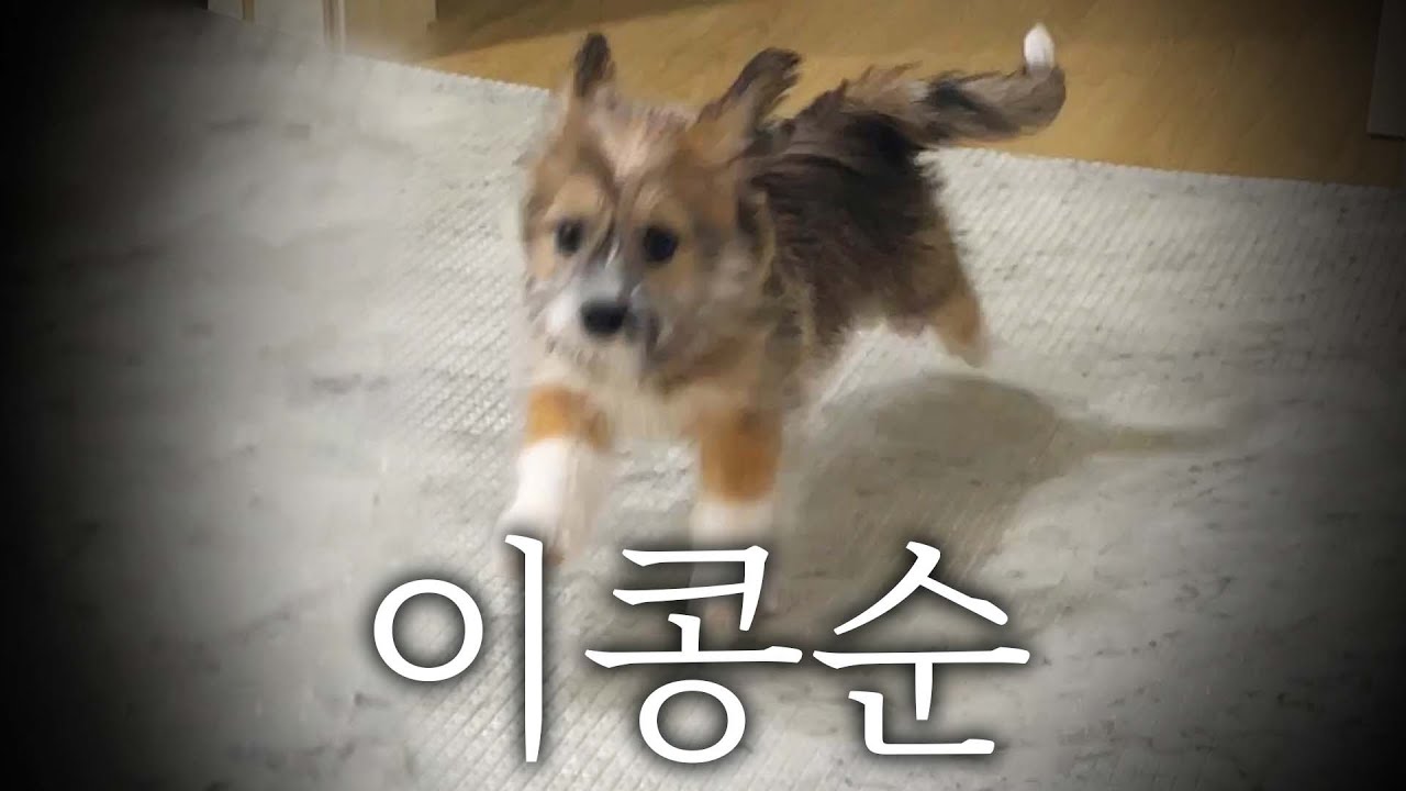 [유기견 입양 브이로그] 이콩순 입양한 날 ｜강아지 브이로그, 믹스견, 귀여움 주의, 용인동물보호센터, 유기견