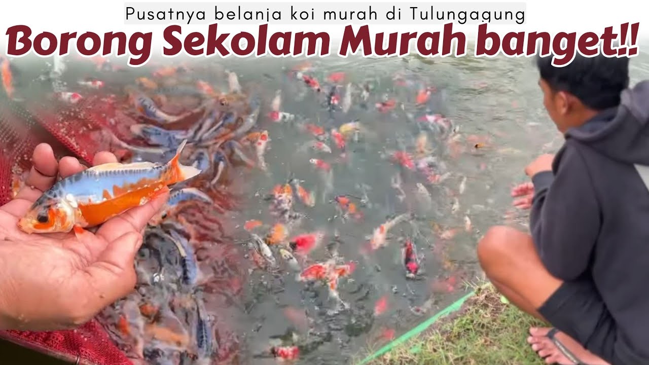 DIJAMIN TERMURAH❗Segini Harga Borongan Sawah  di BSG Koi Tulungagung