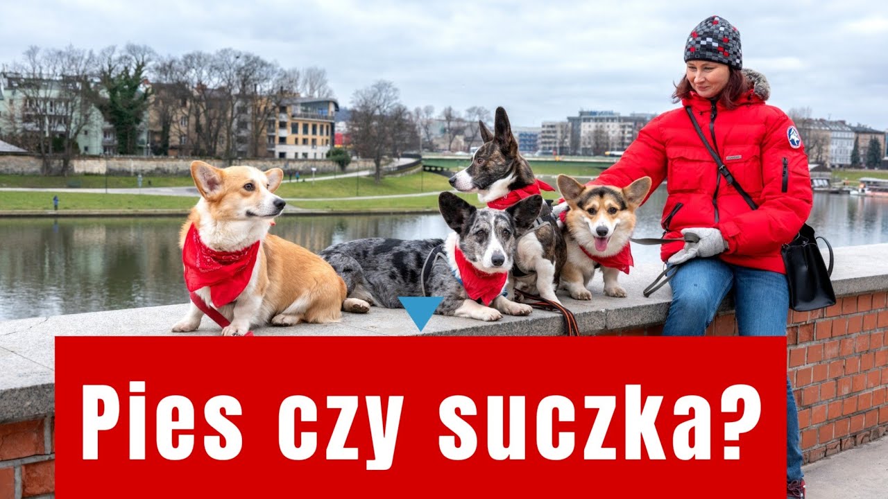 Pies czy suczka, czyli odwieczny dylemat. W filmie obalam trochę mitów