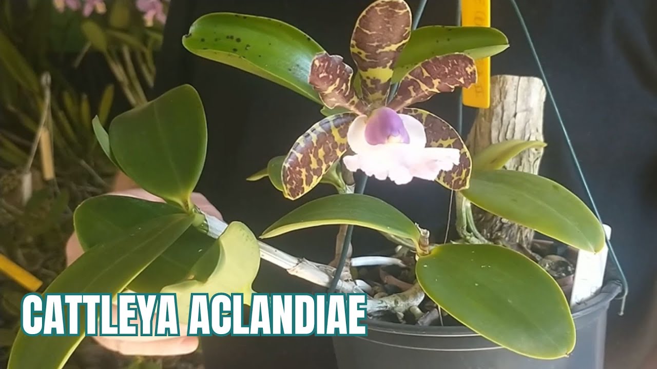 Cattleya aclandiae: Aprenda a cultivar!