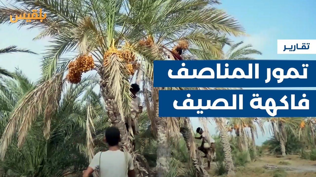 من بين 40 صنفا.. تمور المناصف الفاكهة الأكثر رواجا في الصيف | تقرير: عمر النهمي