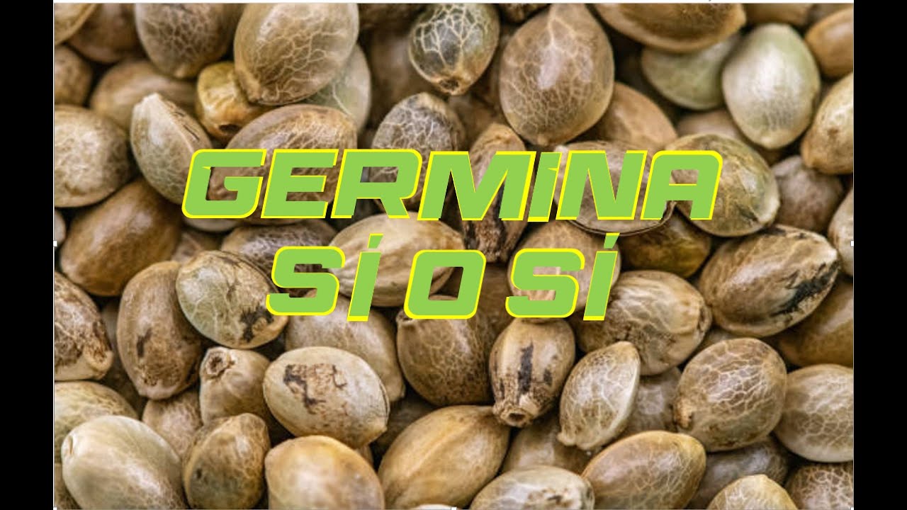 C&oacute;mo germinar semillas de cannabis medicinal y primer trasplante.. M&eacute;todo 100% efectivo