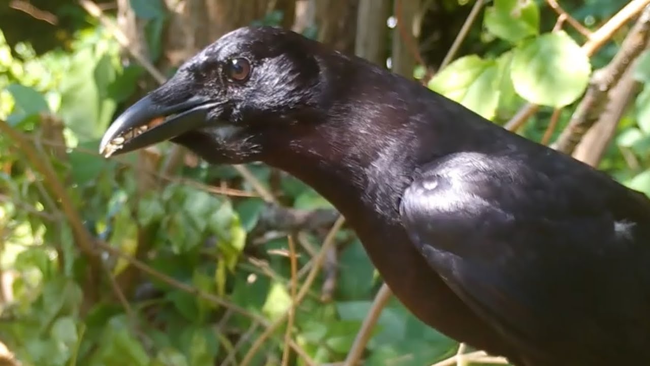 Crow 🐦‍⬛ cuties eat snacks in the sunlight ❤️