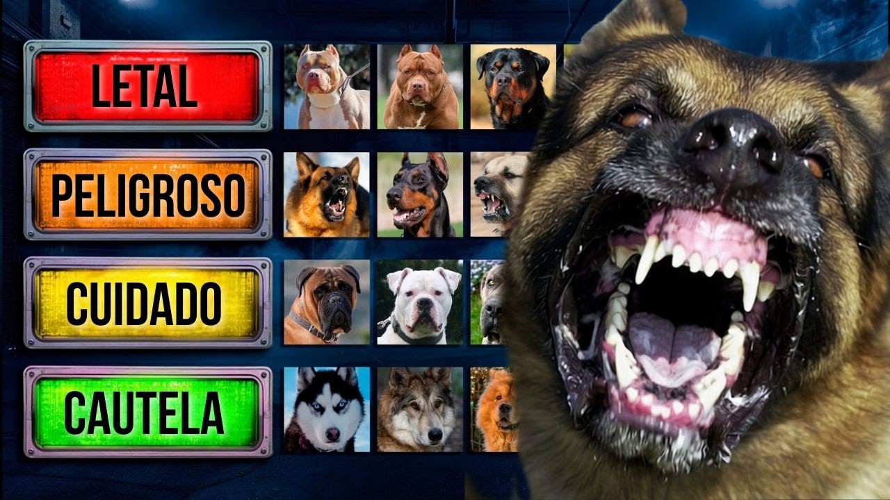 Los perros más peligrosos (ranking letal)