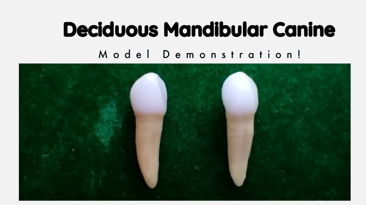 Deciduous Mandibular Canine | Oral Anatomy