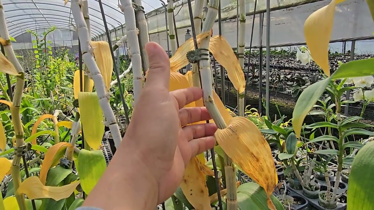 新年快樂，馬到成功.新春天氣超熱.花豆很大了.很快花期就來到