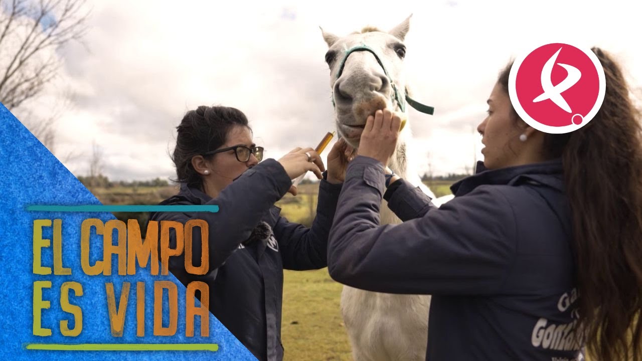 Isabel y Lidia tratan una pequeña cojera en Furia | El campo es vida
