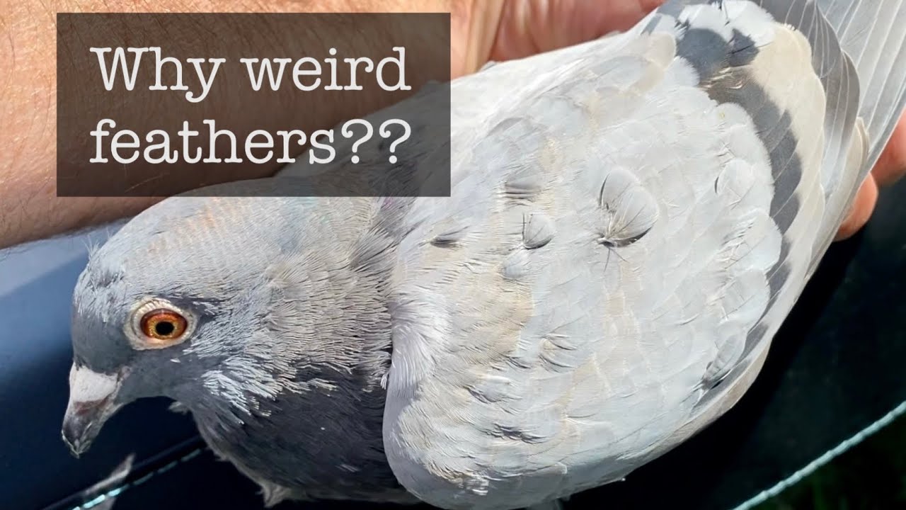 What happened to this pigeon’s feathers?!