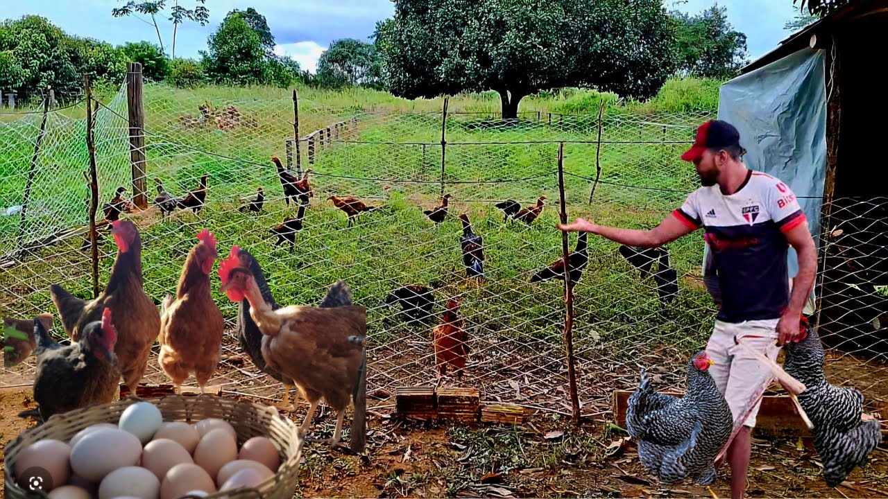 CANE O ANO TODO CRIANDO GALINHAS PARA O CONSUMO E PRODUZIDO OVOS