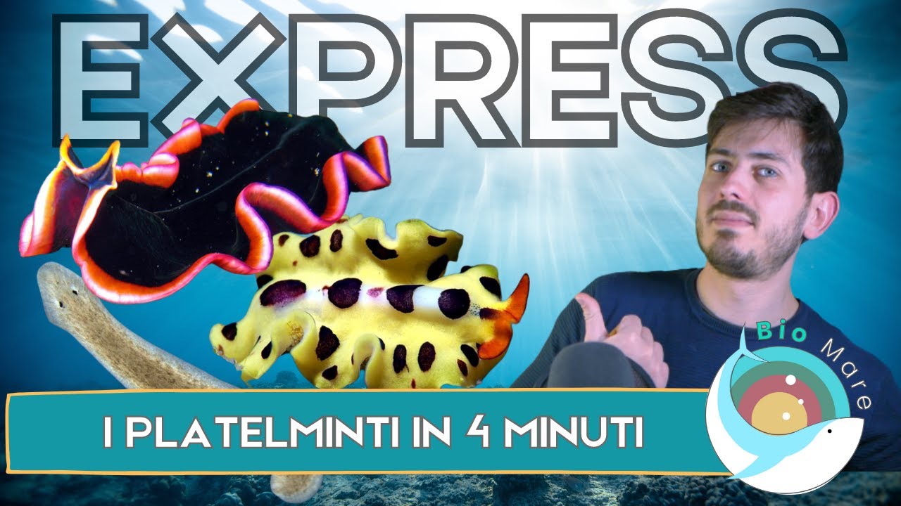 PLATELMINTI: VERMI PIATTI MARINI IN 4 MINUTI- BIOMARE EXPRESS - SUB H2O