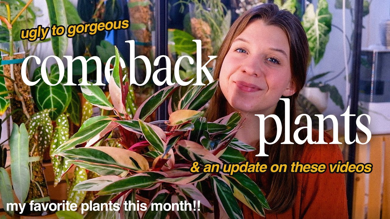 HOUSEPLANT FAVORITES | december 2024