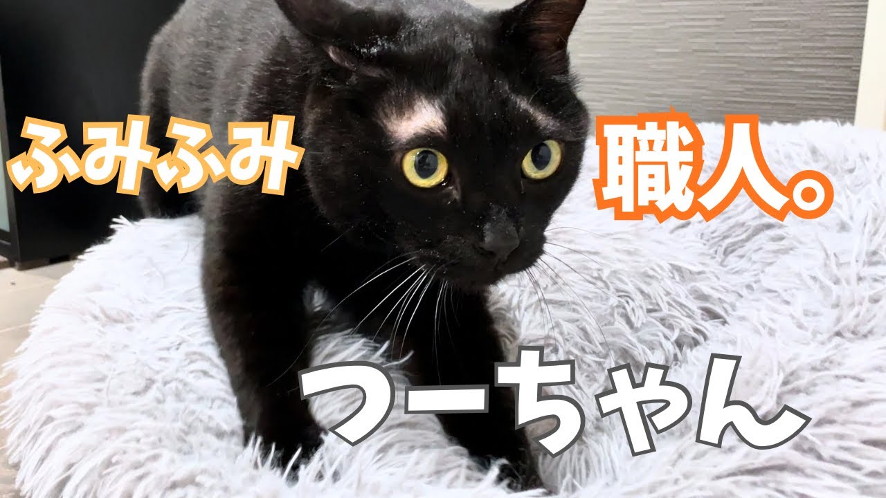 黒猫つーちゃん、癒しのふみふみショー開幕！…あおちゃんもあるよ