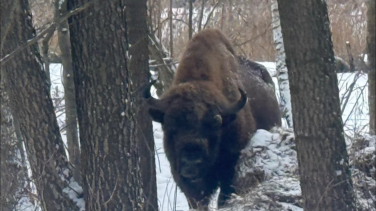 Bisons in Bialowieza forest Poland #animals #wildlife #poland #bison #adventue  