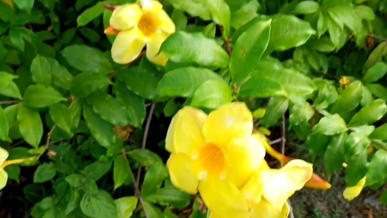 BELLEZA de PLANTAS que te encuentras CUANDO sales de CASA🏡137.
