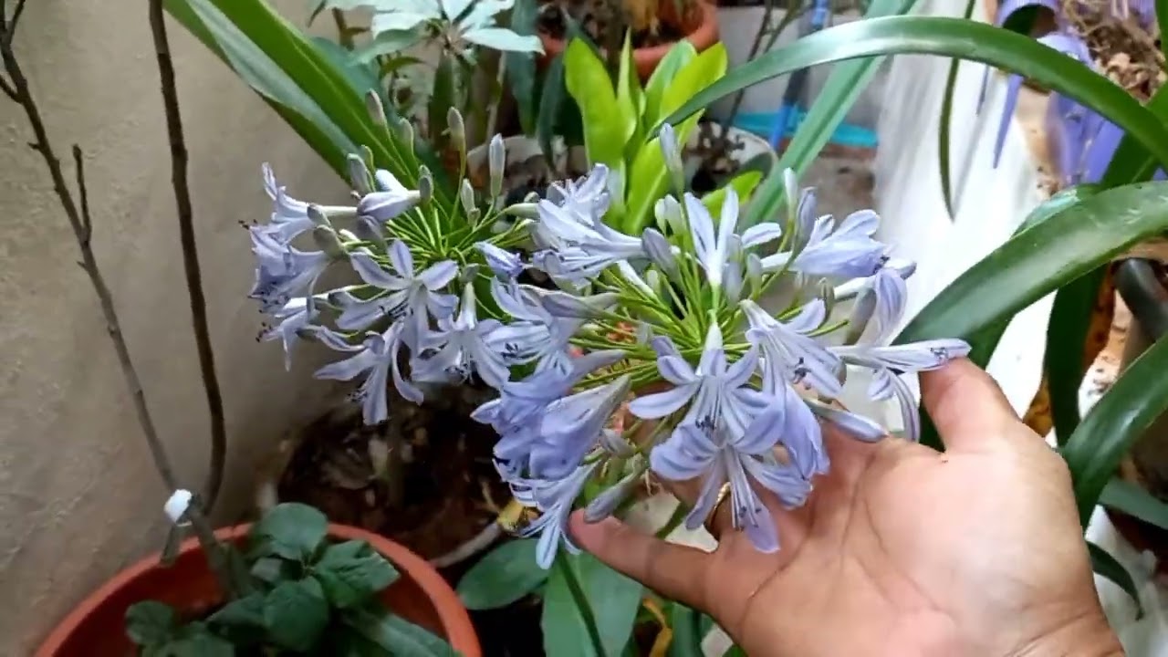 Agapanthus: Lily of the Nile, African Lily தமிழில்