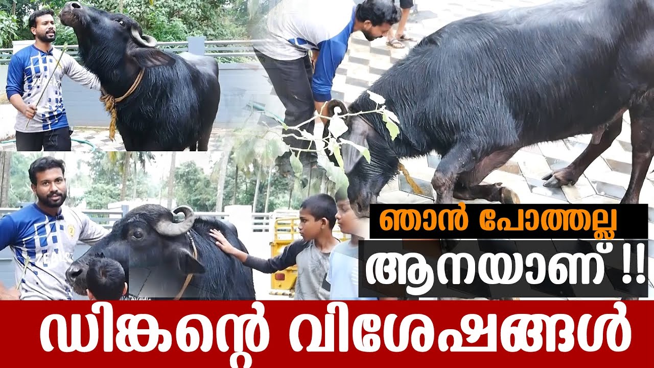 ആനച്ചട്ടം പഠിച്ച ആദ്യത്തെ പോത്ത് ഡിങ്കന്റെ വിശേഷങ്ങൾ | Dinkan The Buffalo who learned elephant rules