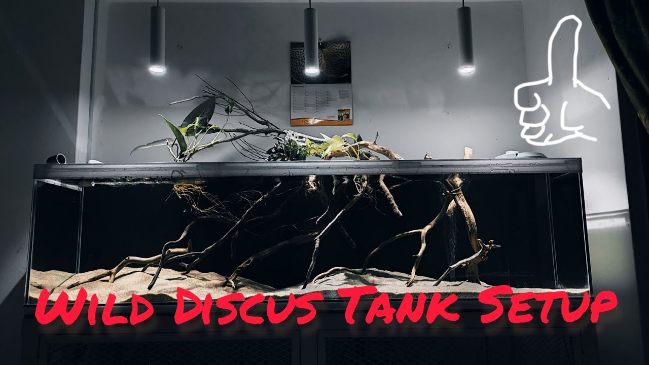 MY WILD DISCUS TANK DETAILS