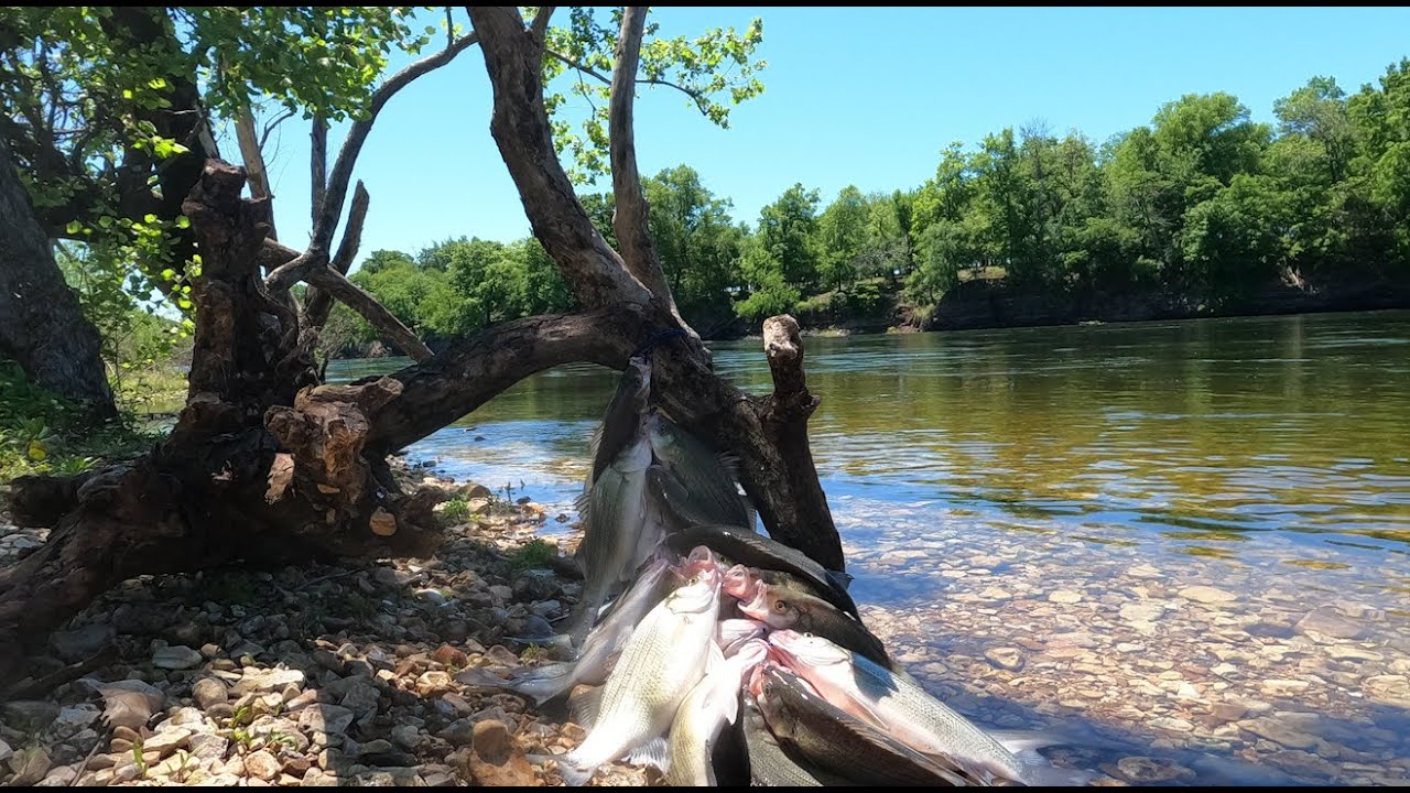 Fishing For White Bass  At Langley!!