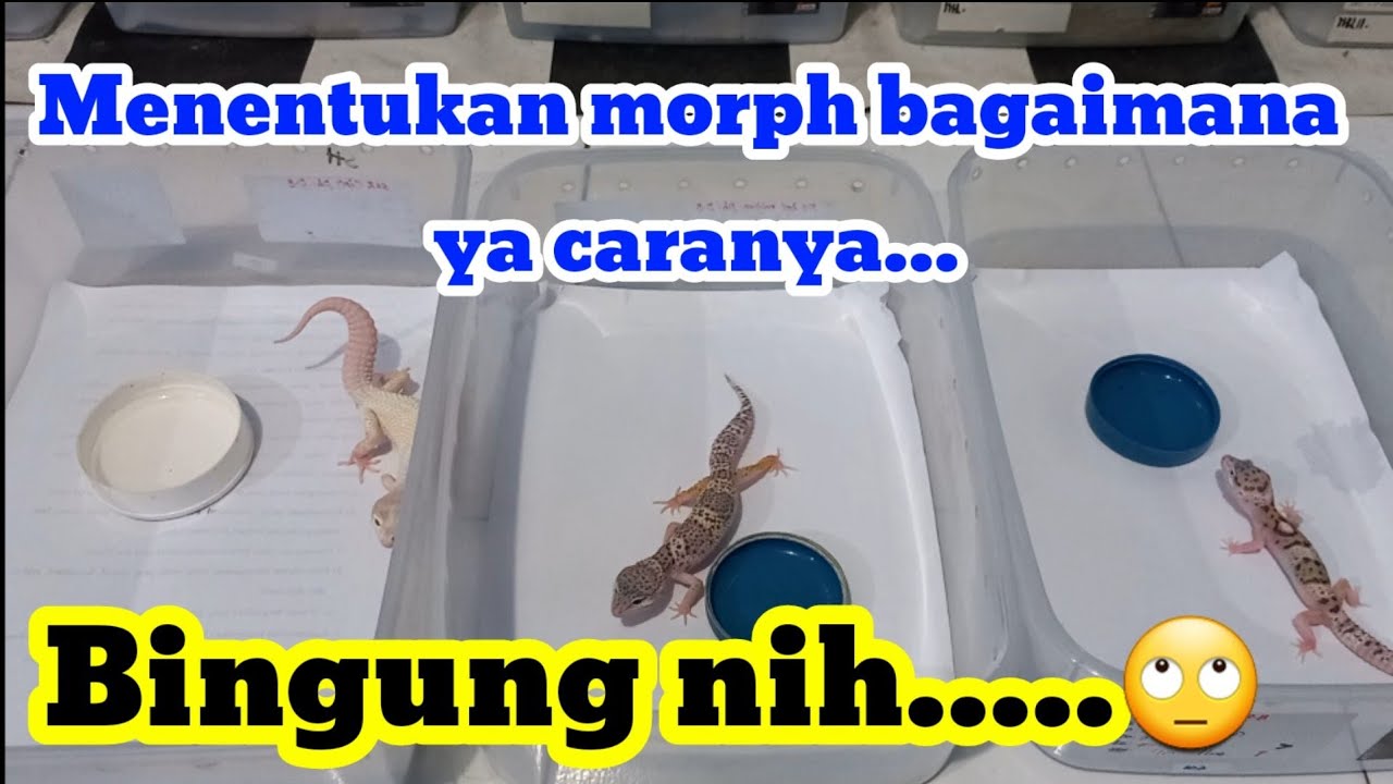 CARA MENENTUKAN MORPH PADA BABY LEOPARD GECKO
