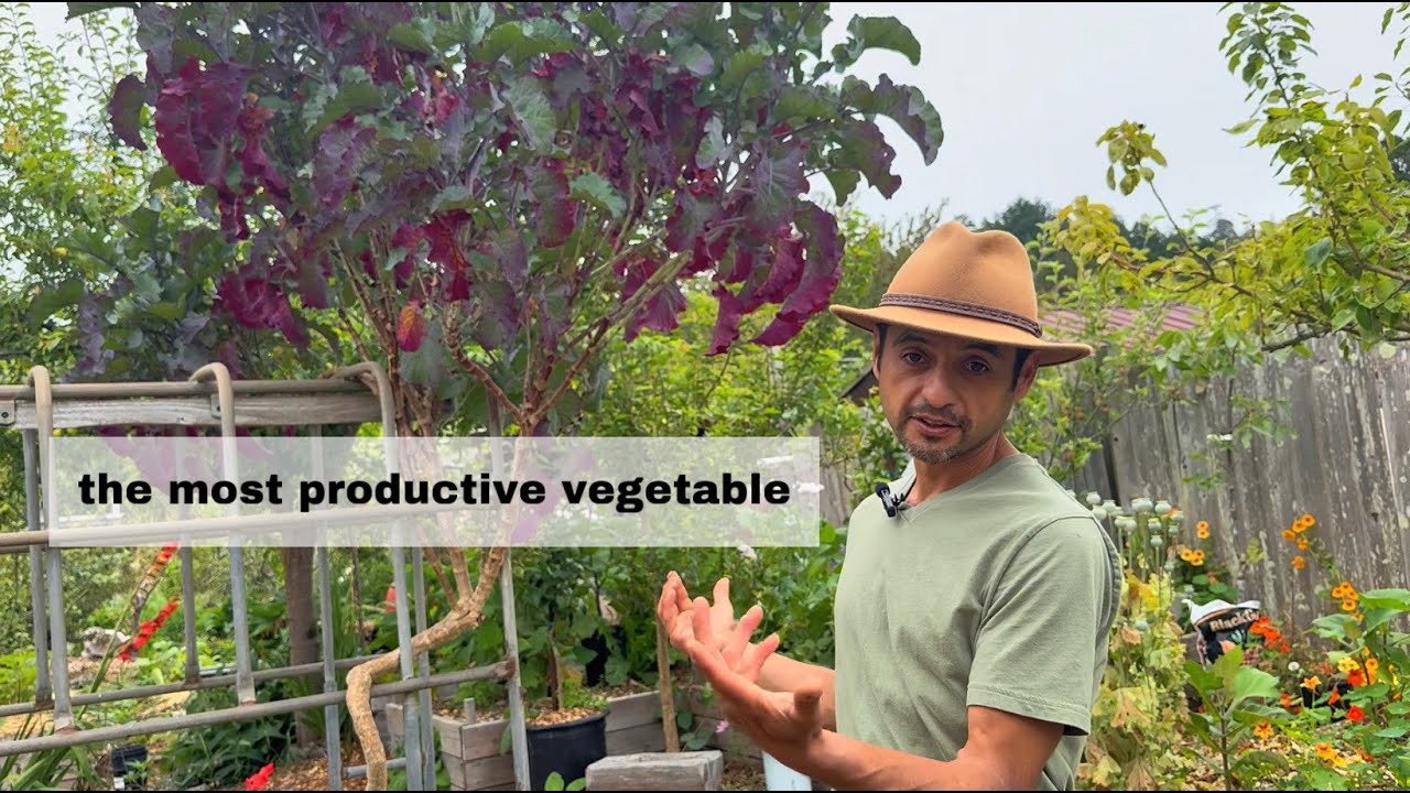Favorite Plant: Purple Tree Collard #06