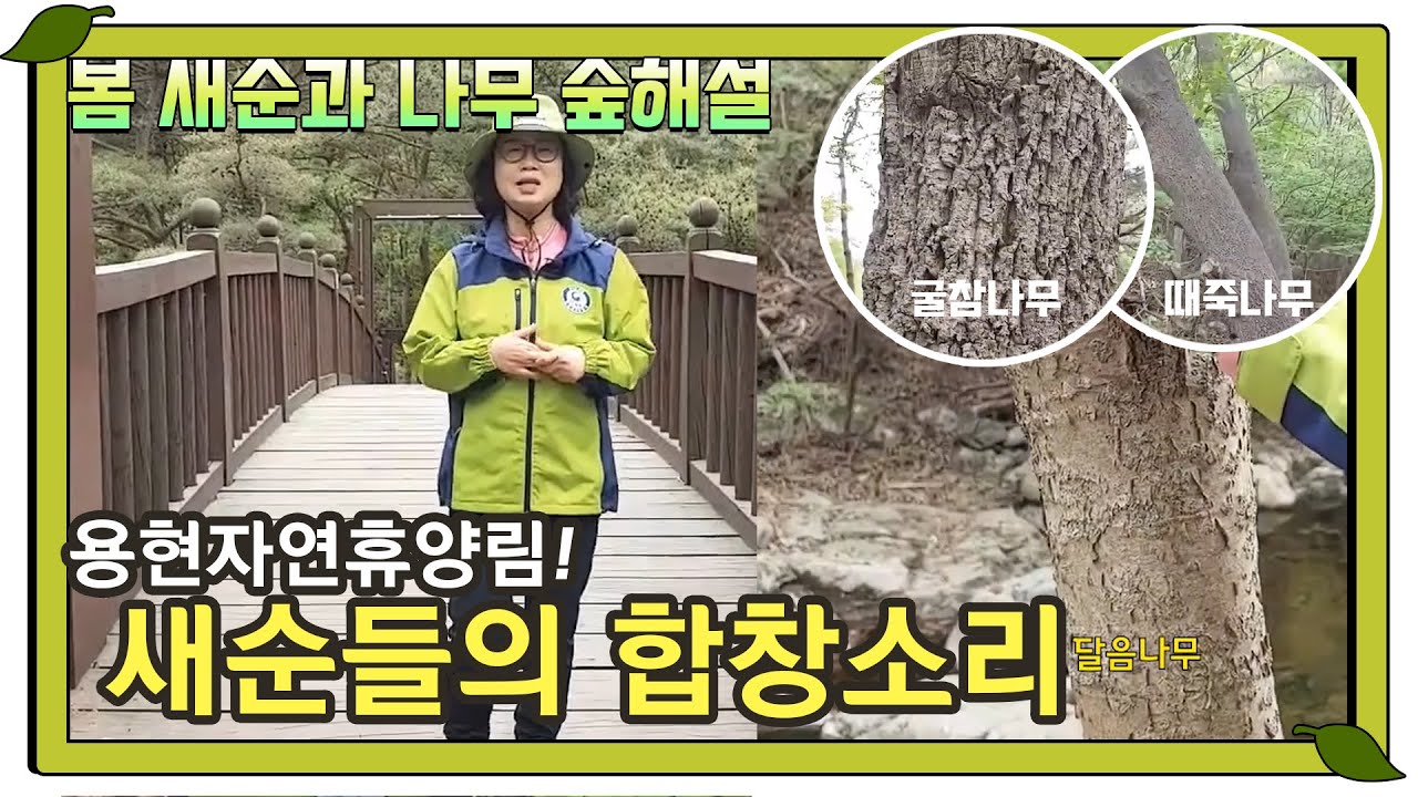 [라이브방송 편집본]숲해설가가 전해드리는 #용현자연휴양림​​​​​ - 봄을 알리는 새순들의 합창소리