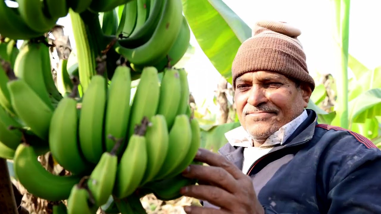 Trilokinatha Matar kela 4K श्री त्रिलोकीनाथ राम द्वारा केला एवं मटर की खेती