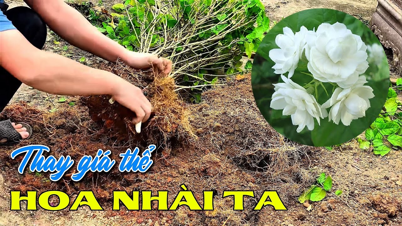 Thay giá thể cho chậu Hoa Nhài ta giúp cây ra nhiều hoa