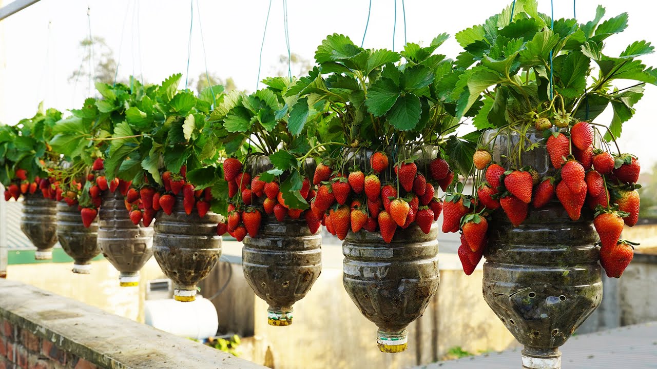 Grow Tomatoes and Strawberries in WEEKS! NO Garden Needed  Huge Yields