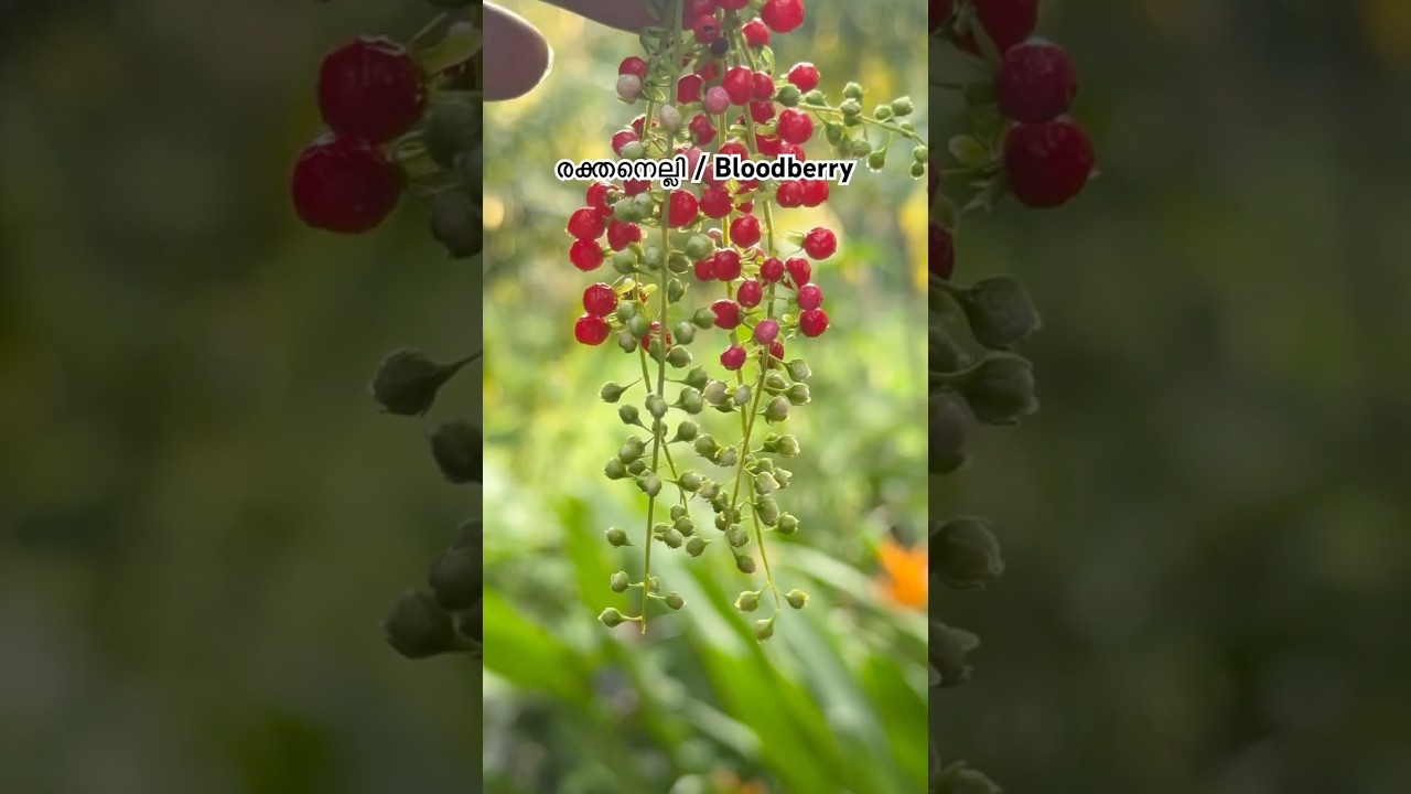 Blood berry / poison #smallplants #plants #plant #poison #plantbased #plantlover #shorts #bloodberry