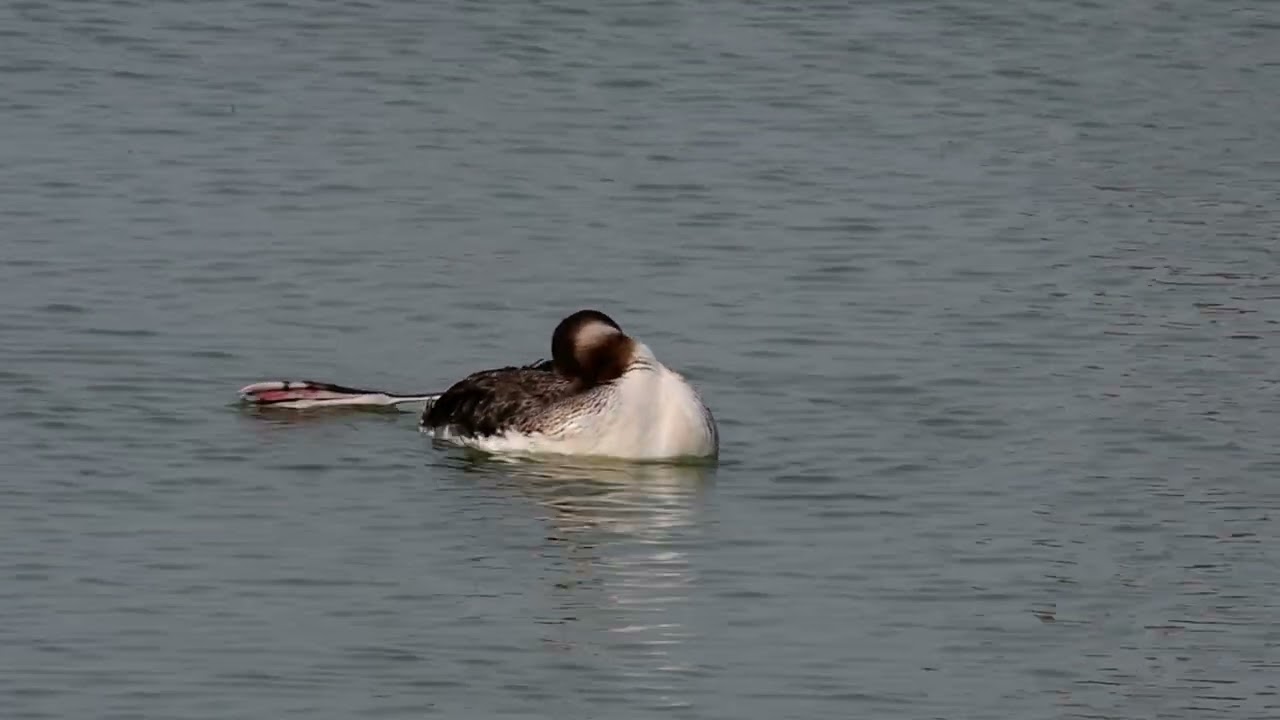 Common Loon @Texas City Dike 02-20-2026