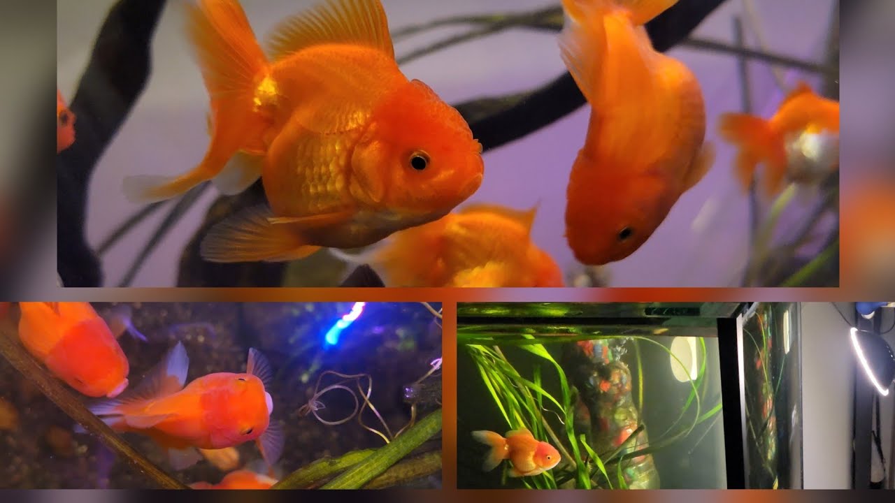 ACUARIO de 300 LITROS con peces GOLDFISH | GOLDFISH ORANDA | Accesorios para acuario con GOLDFISH 😉👌