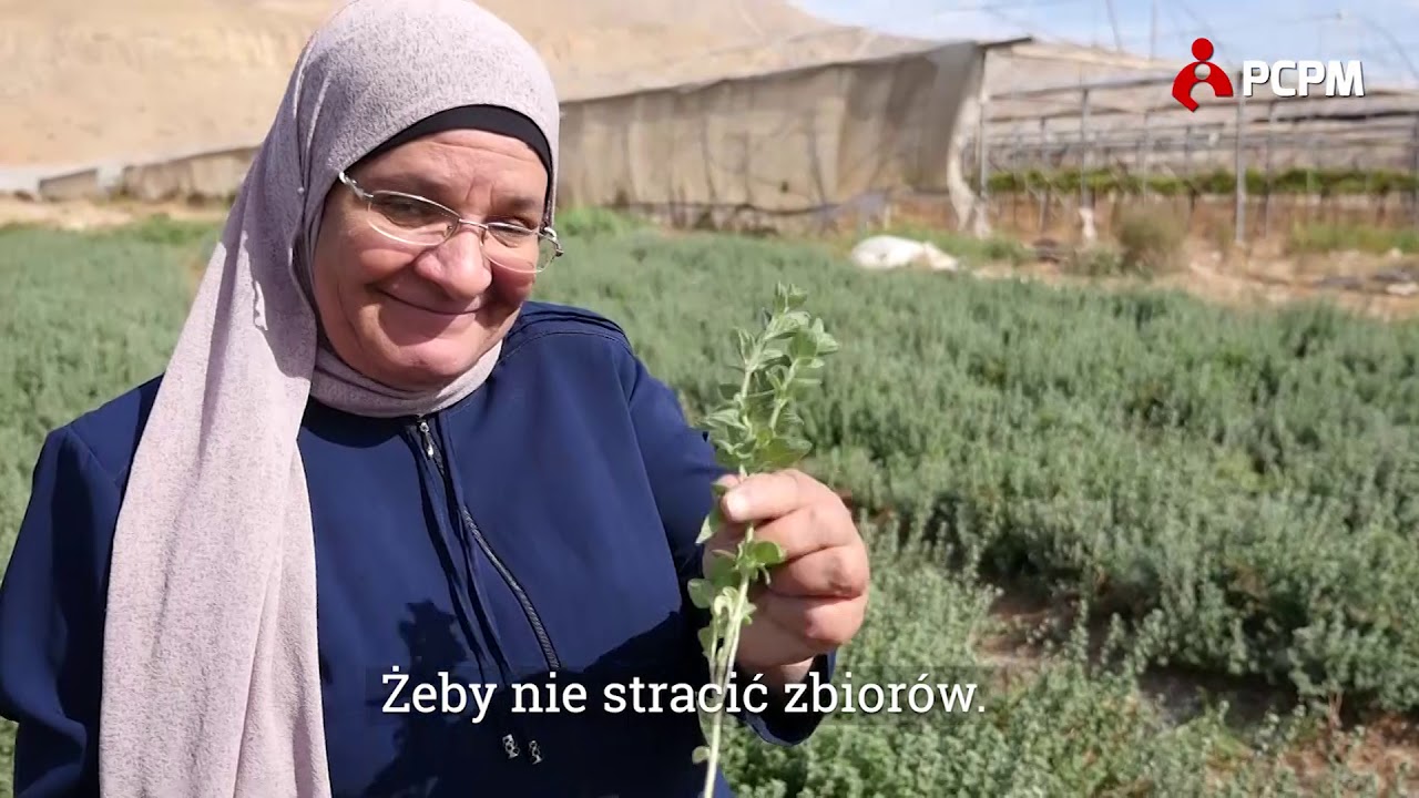 Palestyna - Produkcja tymianku w Al Arroub/Palestine - Thyme production in Al Arroub