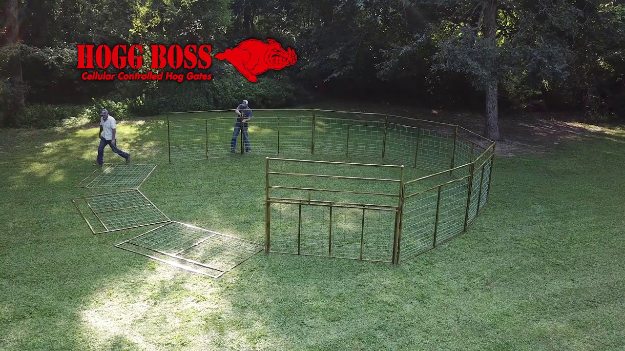 Hog Trap Hogg Boss Wall set up