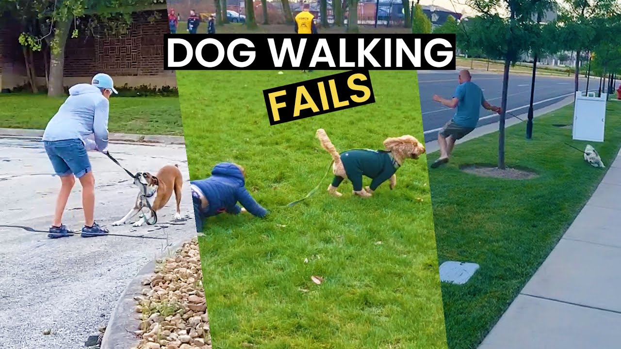 Dogs vs. Dogs Walkers | Biggest Dog Walking Fails