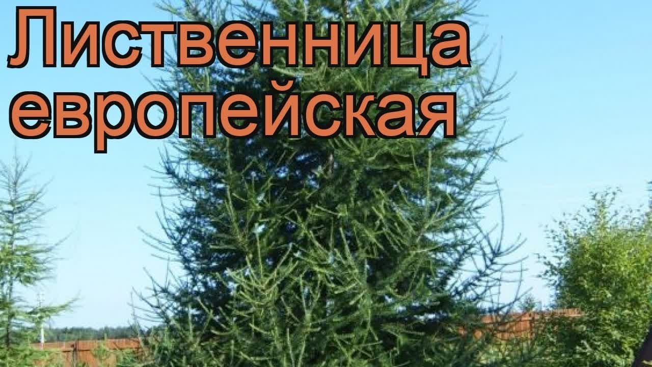 Лиственница европейская (larix decidua) 🌿 лиственница обзор: как сажать саженцы лиственницы