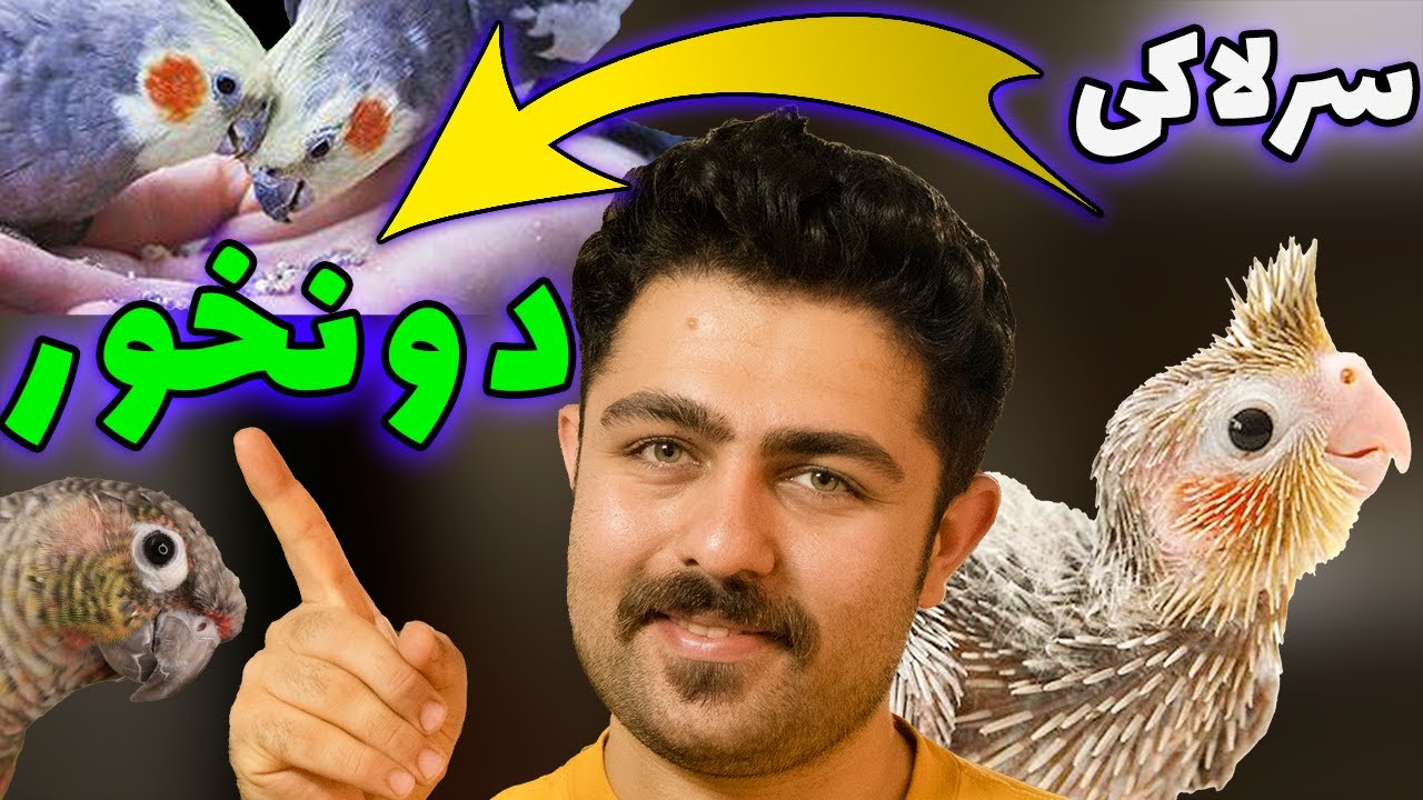 آموزش دانخور کردن انواع طوطی سرلاکی (عروس هلندی ، راهب ، گرینچیک)