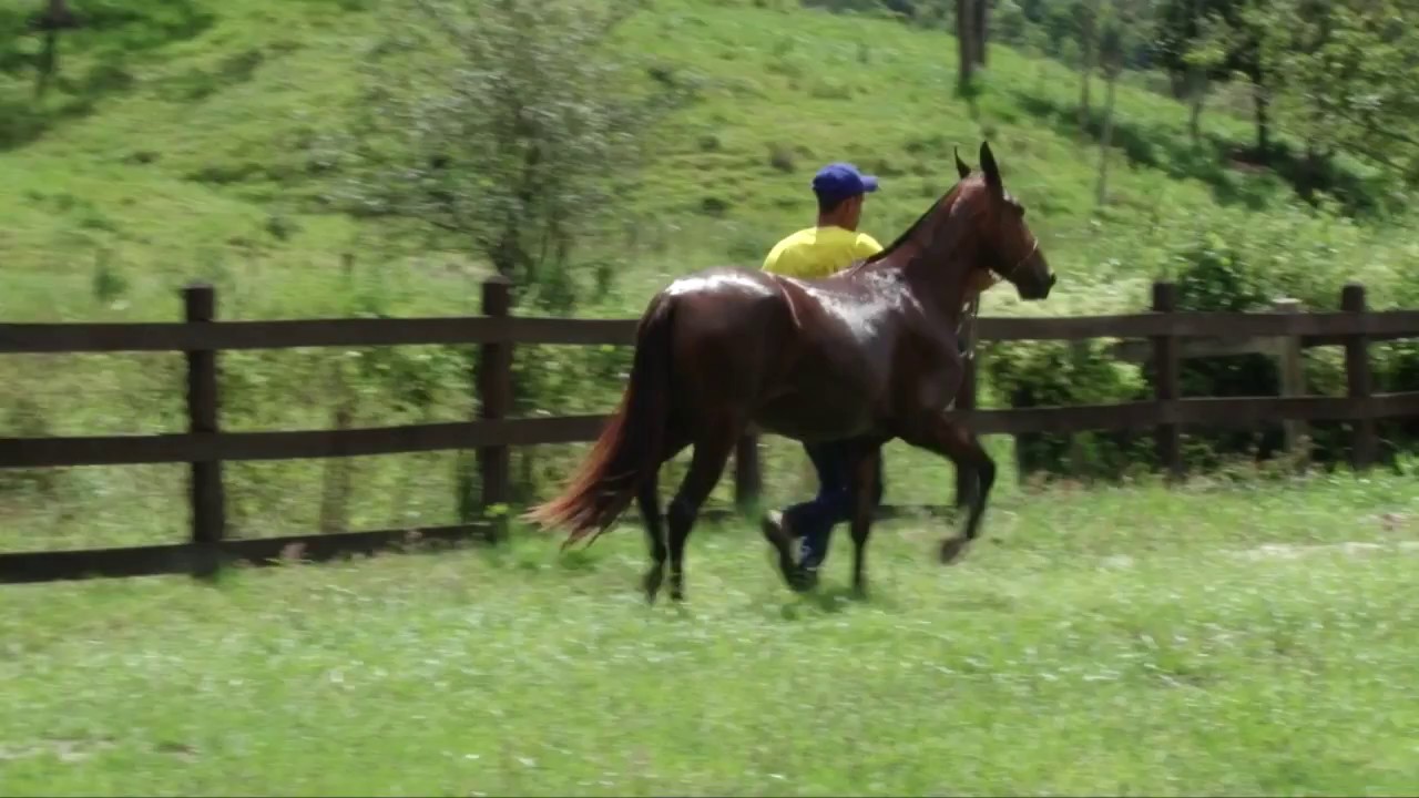 35  FUS&Atilde;O DO HARAS VENTANIA