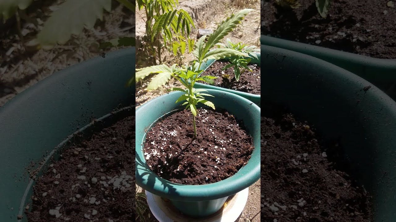 Help with cannabis growing outside