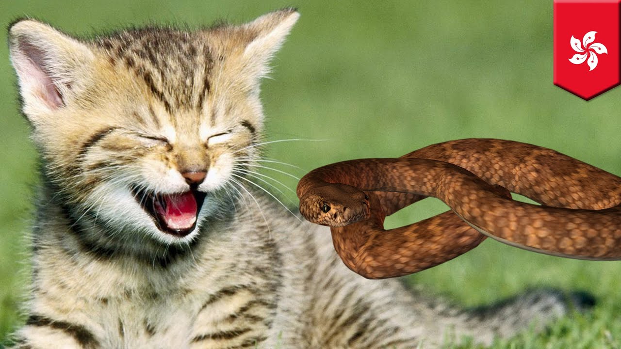 Giant python crawls into homeowner&rsquo;s kitchen and devours 2 month old kitten - TomoNews