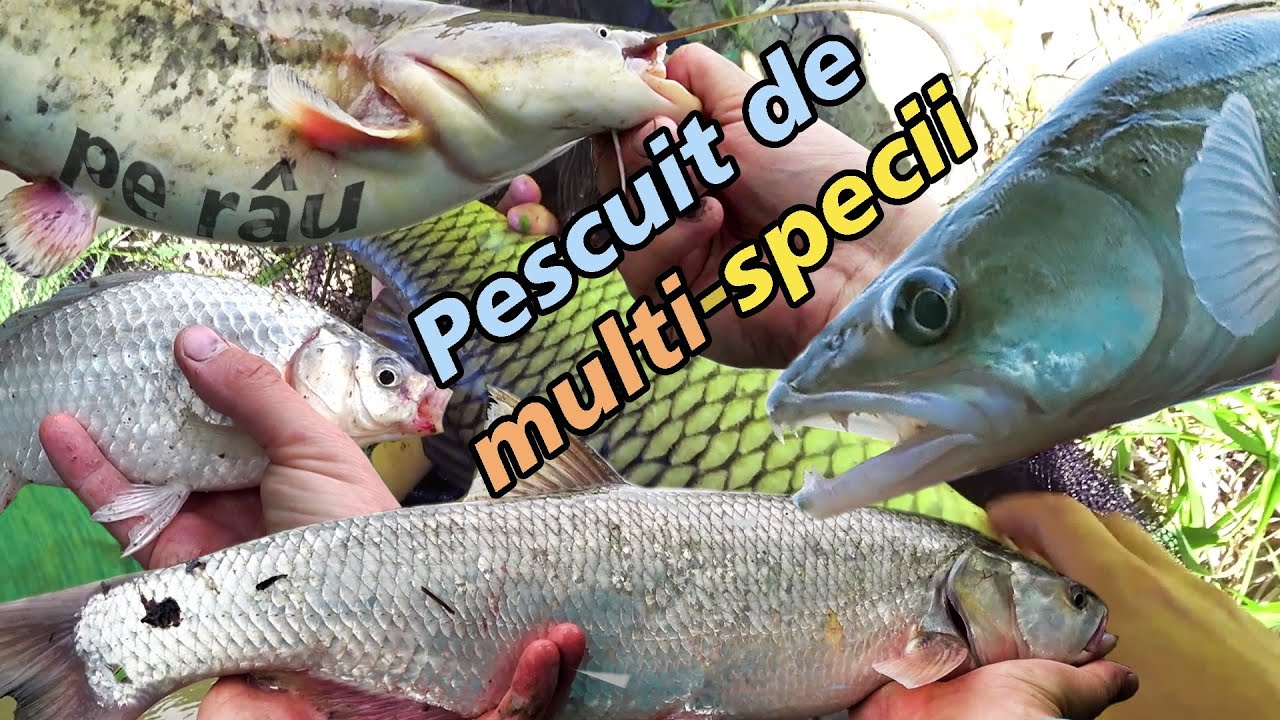 Multe specii SPECIAL -  Pești de Râu Tulbure - șalău, avat, crap, somn, mreană și alții