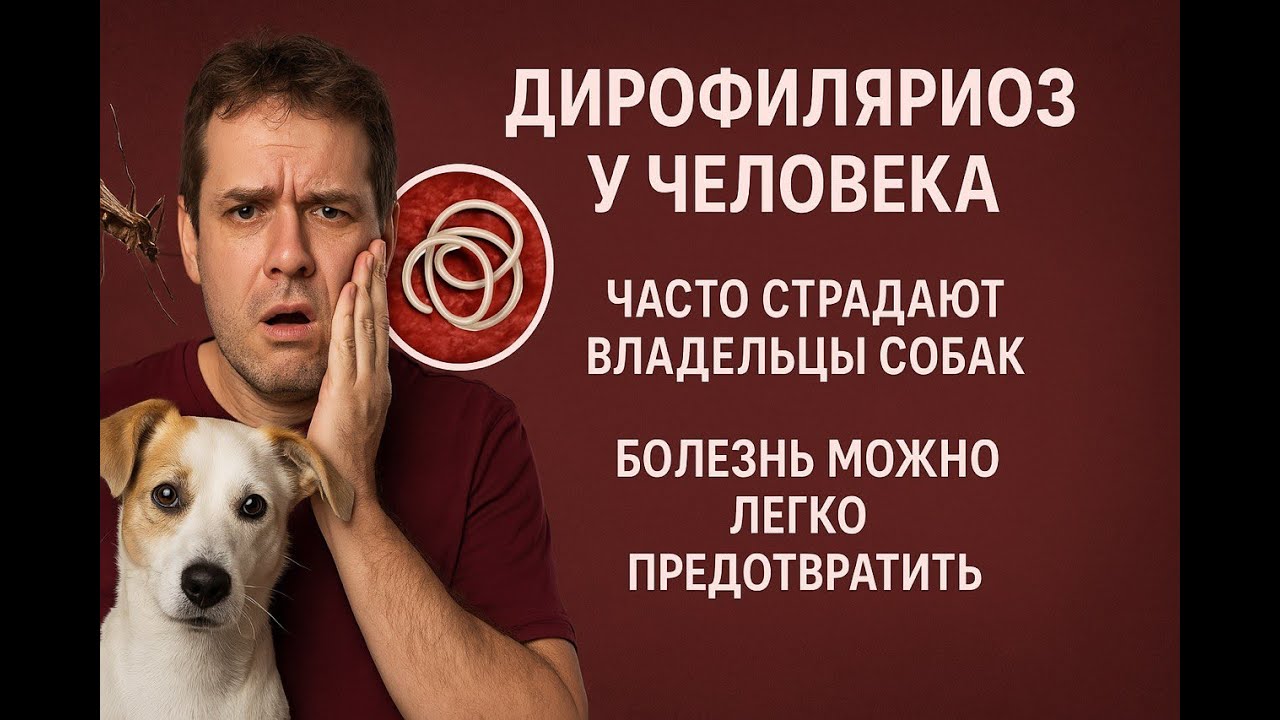 Дирофиляриоз человека коварен, опасен, имеет шокирующие последствия. Чаще им болеют владельцы собак.