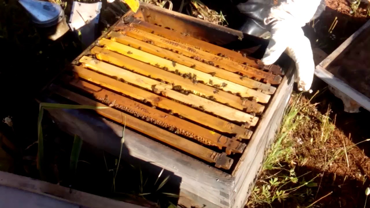 طريقة تقسبم خلية نحل خاصة بالمبتدئين بطريقة سهلة