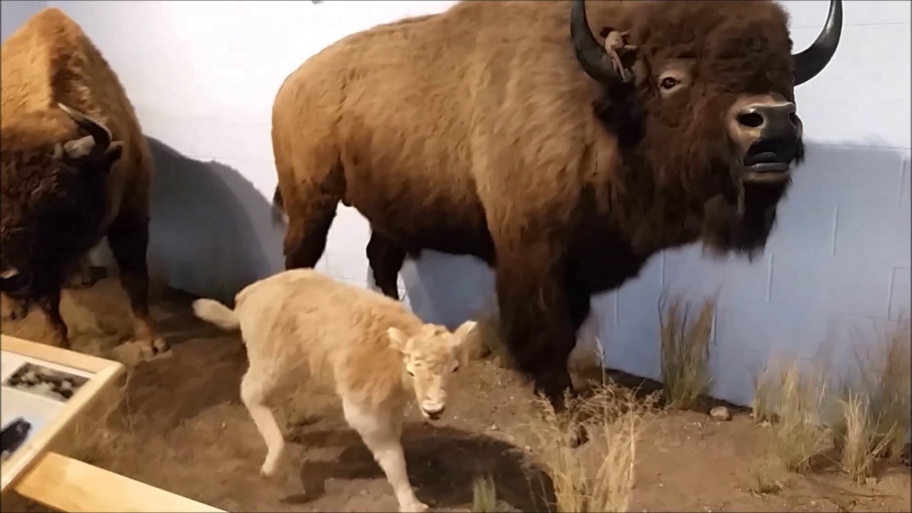 International Wildlife Museum Tucson, Arizona