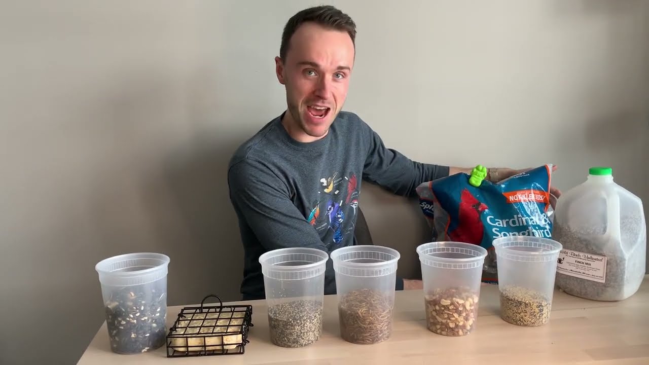 Bird Food 101 for Your Bird Feeders